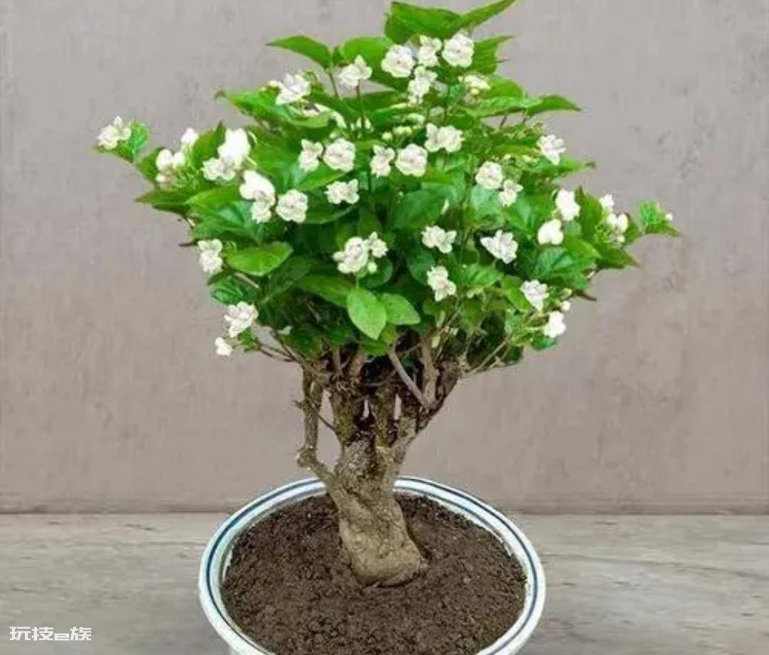 常见香味浓郁的花卉(家里养5种花卉植物清香四溢)-图片3